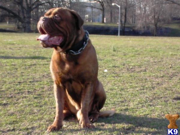 Stud Dogs - Dogue De Bordeaux